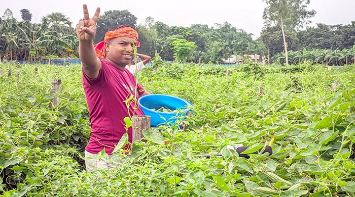 পটল চাষে সাফল্যের হাসি কৃষক রশিদুলের