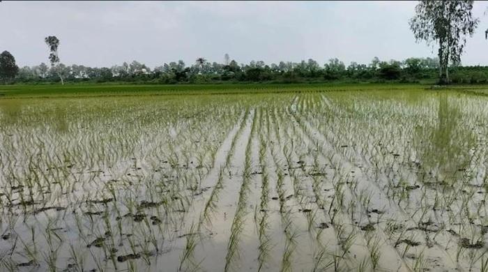 আমন ধান রোপণে ব্যস্ত নাটোরের কৃষকরা