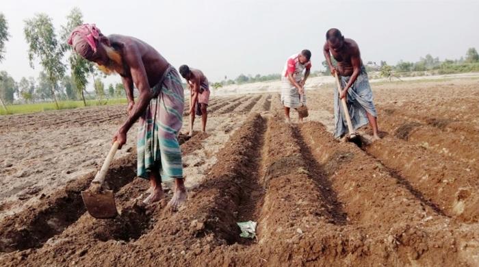 আগাম আলু চাষে ব্যস্ত নীলফামারীর কৃষকরা