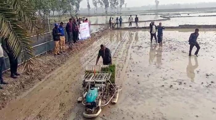 যন্ত্রের মাধ্যমে ধানের চারা রোপণ করছে রাণীনগরের কৃষকেরা