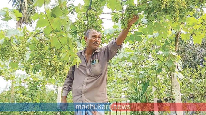 পীরগঞ্জে আঙুর চাষে বিপ্লব: বছরে ৩০ লাখ টাকা আয়ের স্বপ্ন