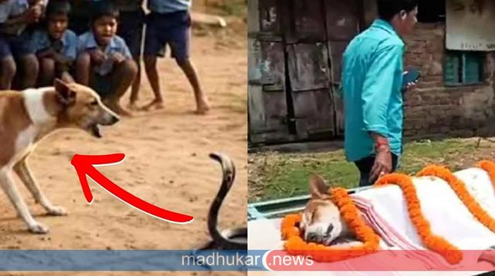 বিষধর সাপের সাথে মরণপণ লড়াই, নিজে প্রাণ দিয়ে ৩০ শিশুকে বাঁচিয়ে দিয়ে গেল ‘কালী’