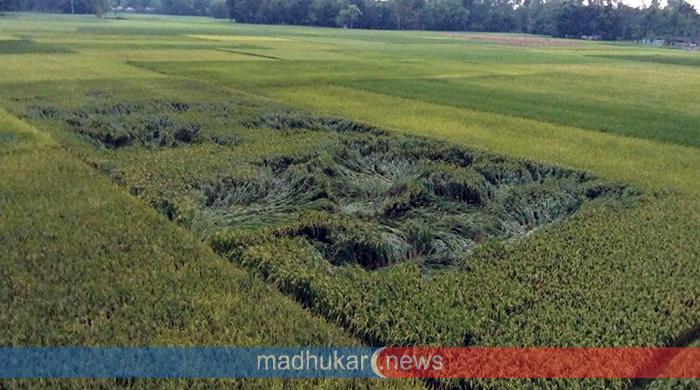 ঝড়ো হাওয়ায় হেলে পড়েছে পাকা ধান, বিনষ্টের আশঙ্কা 
