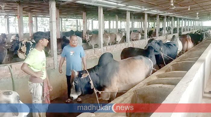 গাইবান্ধার খামার ফ্রেন্ডস ক্যাটলে ৫০০ টাকা কেজি দরে লাইফ ওজনে গরু বিক্রি 