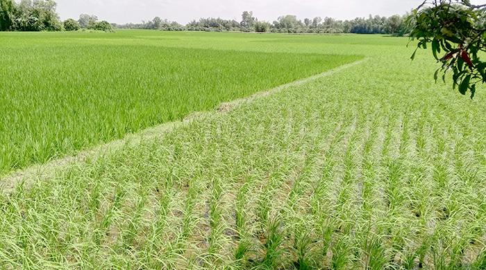 রাসায়নিক সারের সংকট, দুশ্চিন্তায় দিনাজপুরে কৃষক