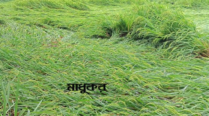 সুন্দরগঞ্জে ঝড়ে হেলে পড়েছে আমন ক্ষেত, দুশ্চিন্তায় কৃষক