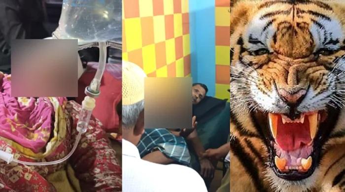 সীমান্ত পেরিয়ে আসা বাঘের আক্রমণে নারীসহ আহত ৩