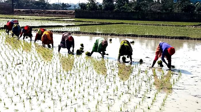 মজুরি বৈষম্যের শিকার ক্ষুদ্র নৃ-গোষ্ঠীর নারী শ্রমিকেরা