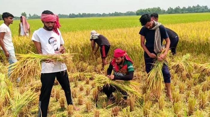 শ্রমিক সংকটে ধান নিয়ে বিপাকে কৃষক, কেটে দিলো ছাত্রলীগ