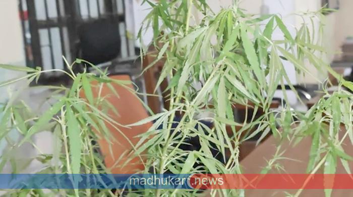 ‘ভেজালমুক্ত’ মাদক সেবনের জন্য নিজেই চাষ করেন গাঁজা, পুলিশের হাতে ২ যুবক আটক