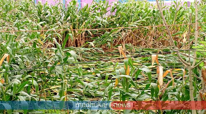 কালবৈশাখীতে বীরগঞ্জে ভুট্টা ক্ষেত লণ্ডভণ্ড—হাড়ভাঙা পরিশ্রম হারিয়ে দিশেহারা কৃষক