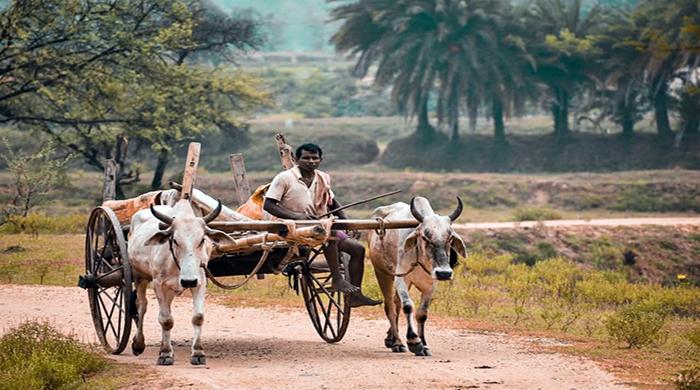 কালের বিবর্তনে হারিয়ে যাচ্ছে গরুর গাড়ি