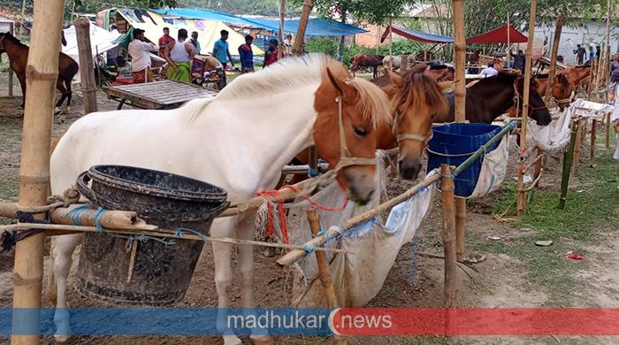দিনাজপুর ফুলবাড়ীতে শতবর্ষের ঐতিহ্যবাহী ঘোড়ার মেলা জমে উঠেছে