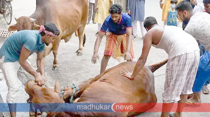 সারাদেশের ন্যায় গাইবান্ধাও উদযাপিত হচ্ছে ঈদুল আজহা, নামাজ শেষে চলছে কোরবানি