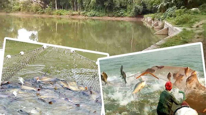 বর্ষাকালে পুকুরের মাছের যত্ন নেবেন যেভাবে