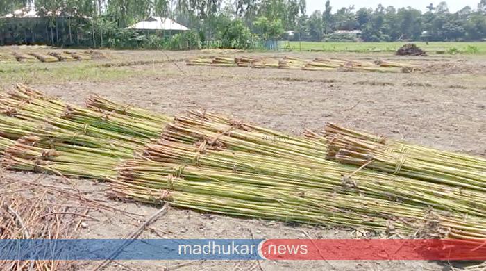 পানি সংকটে পাট জাগ দিতে পারছেন না সুন্দরগঞ্জের কৃষকেরা