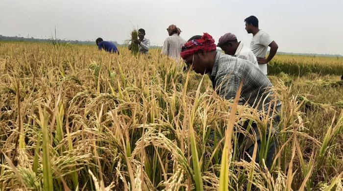 ধান ঘরে তুলতে ব্যস্ত ফুলছড়ির কৃষকরা ধান ঘরে তুলতে ব্যস্ত ফুলছড়ির কৃষকরা