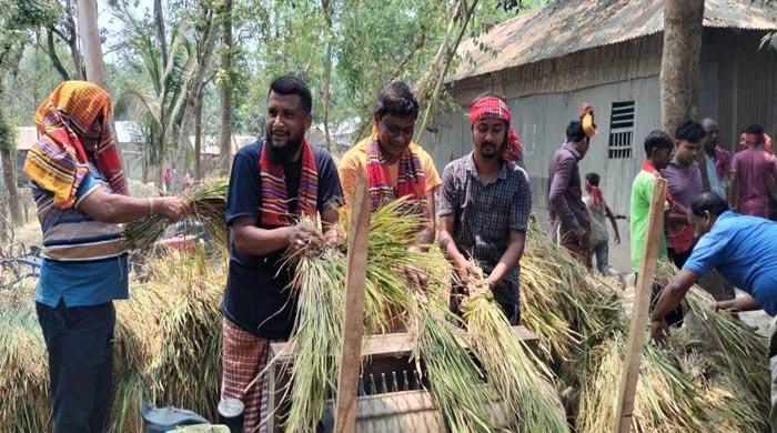 চাষীদের ধান কেটে ঘরে তুলে দিচ্ছেন গোবিন্দগঞ্জ উপজেলা আওয়ামী লীগ নেতাকর্মীরা