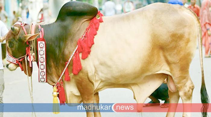 ঈদের দ্বিতীয় দিনেও পশু কোরবানি