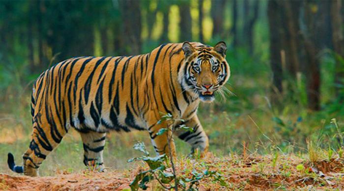 বিশ্ব বাঘ দিবস আজ