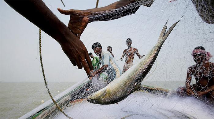 ৪ অক্টোবর থেকে ২২ দিন ইলিশ ধরা ও বিক্রি নিষিদ্ধ