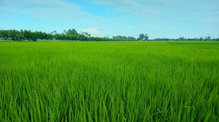 সুগন্ধি আমন ধানের আবাদ বেড়েছে বিরামপুরে