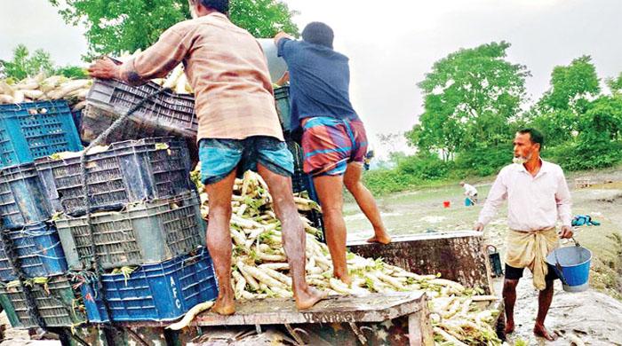 শীতকালীন সবজিতে ভরে গেছে বাজার লাউ কপি ১৫, মুলার কেজি ১ টাকা