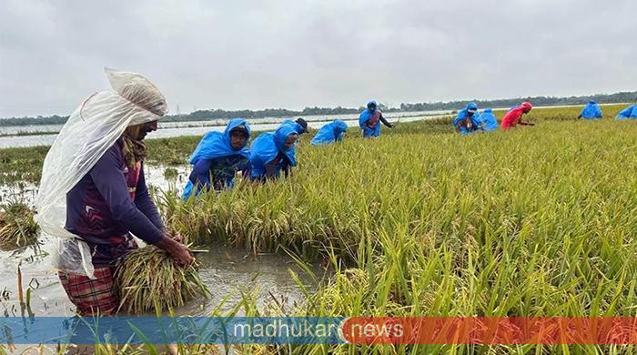  হাওরে ডুবেছে ২০০ কোটি টাকার ধান: বর্গাচাষিরা দিশেহারা