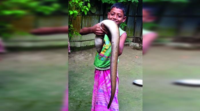 কুড়িগ্রামে ধরা পড়লো বিরল প্রজাতির সামুদ্রিক ইলফিস কুড়িগ্রামে ধরা পড়লো বিরল প্রজাতির সামুদ্রিক ইলফিস