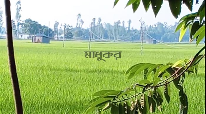 গাইবান্ধায় বিদ্যুৎস্পৃষ্টে প্রাণ গেল স্বামী-স্ত্রীর