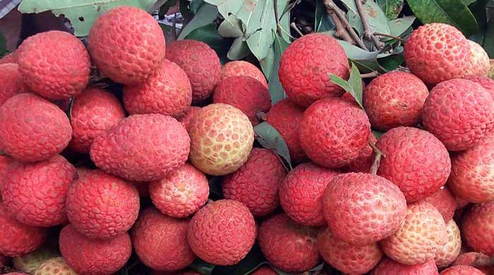 ফ্রান্সে রপ্তানির উদ্যোগ দিনাজপুরের লিচু