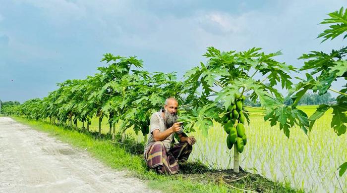 রাস্তার দুই ধারে পেঁপে চাষে স্বাবলম্বী আলতাফ রাস্তার দুই ধারে পেঁপে চাষে স্বাবলম্বী আলতাফ