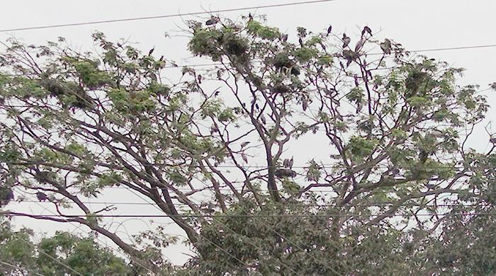 অতিথি পাখির ঠিকানা