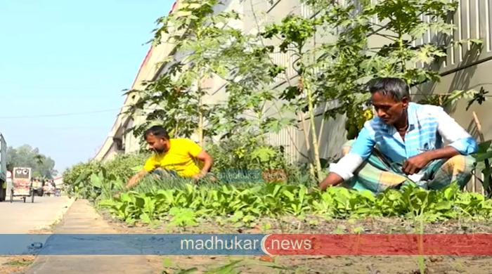 গোবিন্দগঞ্জে মহাসড়কের ডিভাইডারে সবজি চাষ